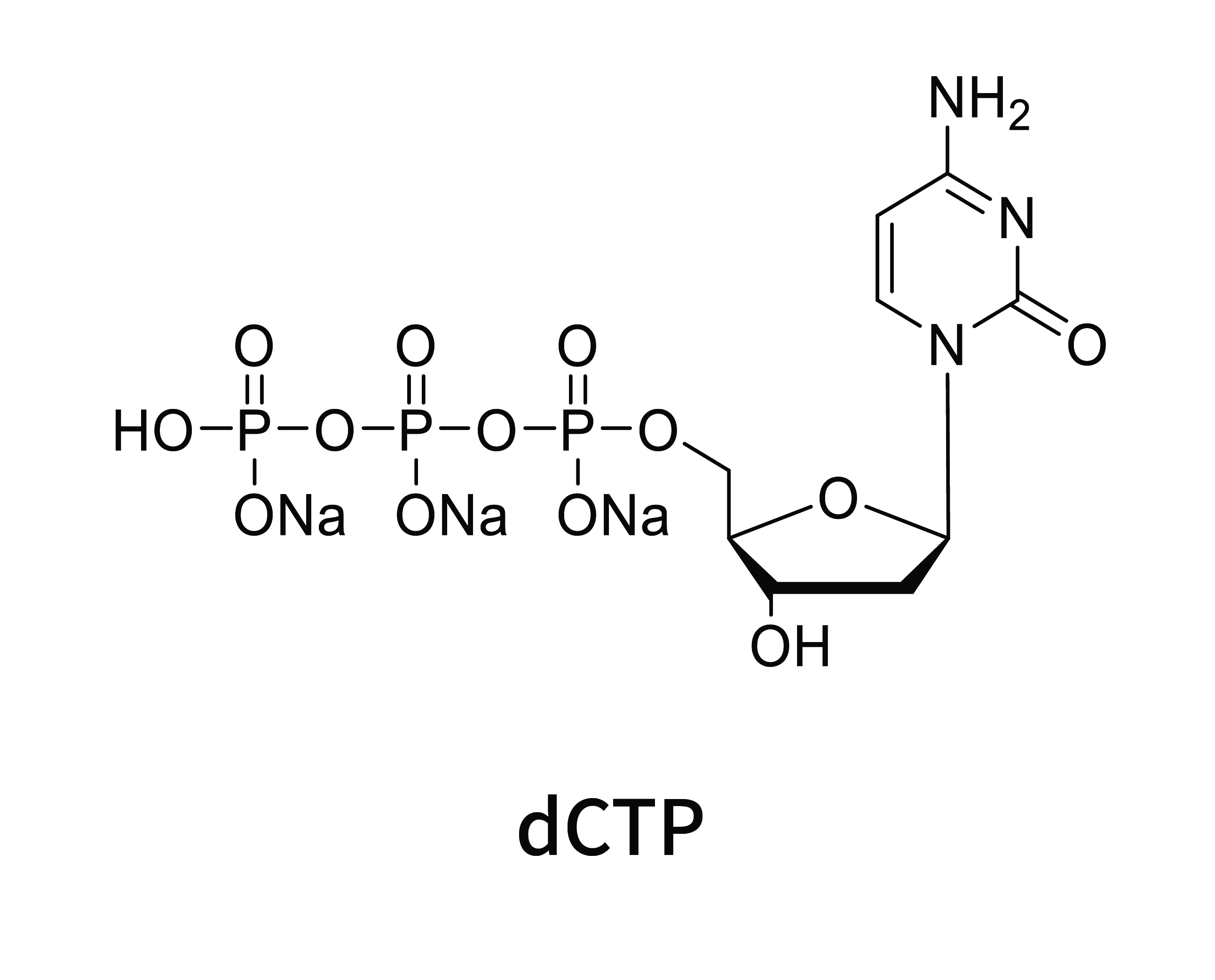 dCTP1